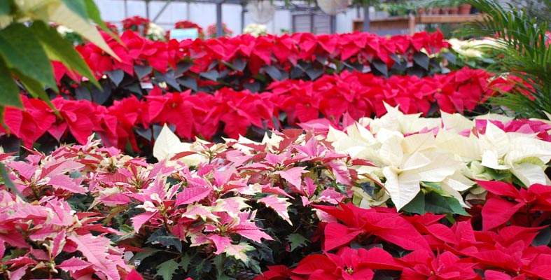 Come Far Durare La Stella Di Natale.Stella Di Natale Come Farla Durare Tutto L Anno Zoomma