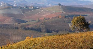 langhe tannino