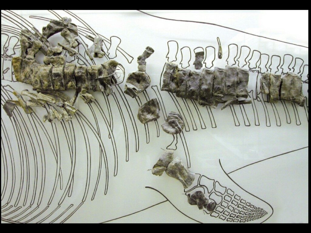 ittosauro ossa e disegni di ittosauro