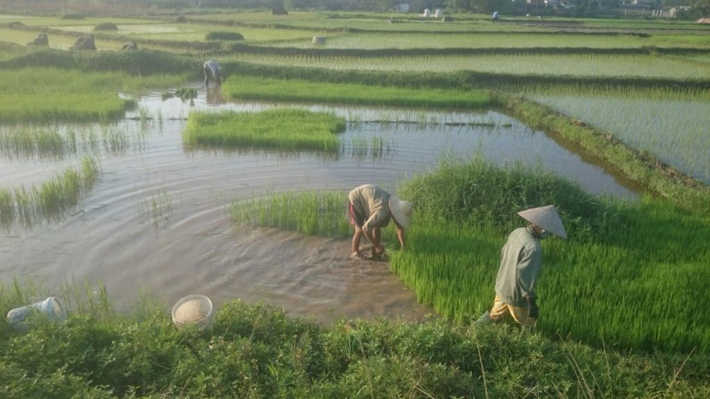 momento di vita rurale nelle tipiche risaie vietnamite