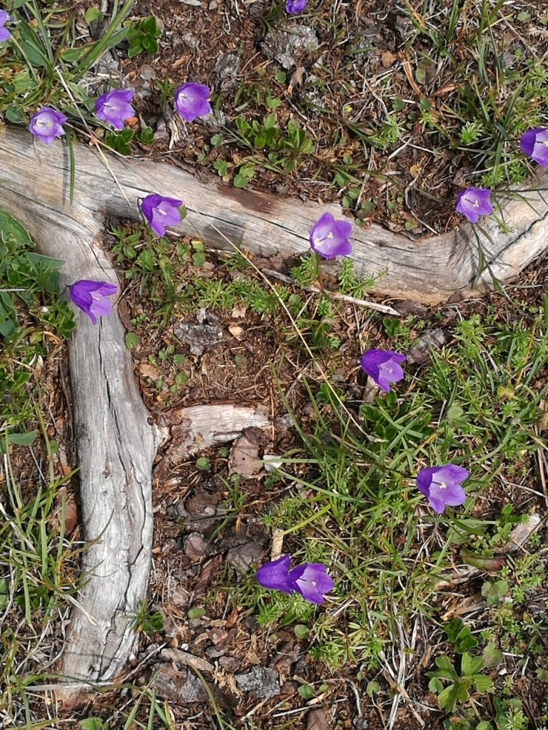 radici e fiori