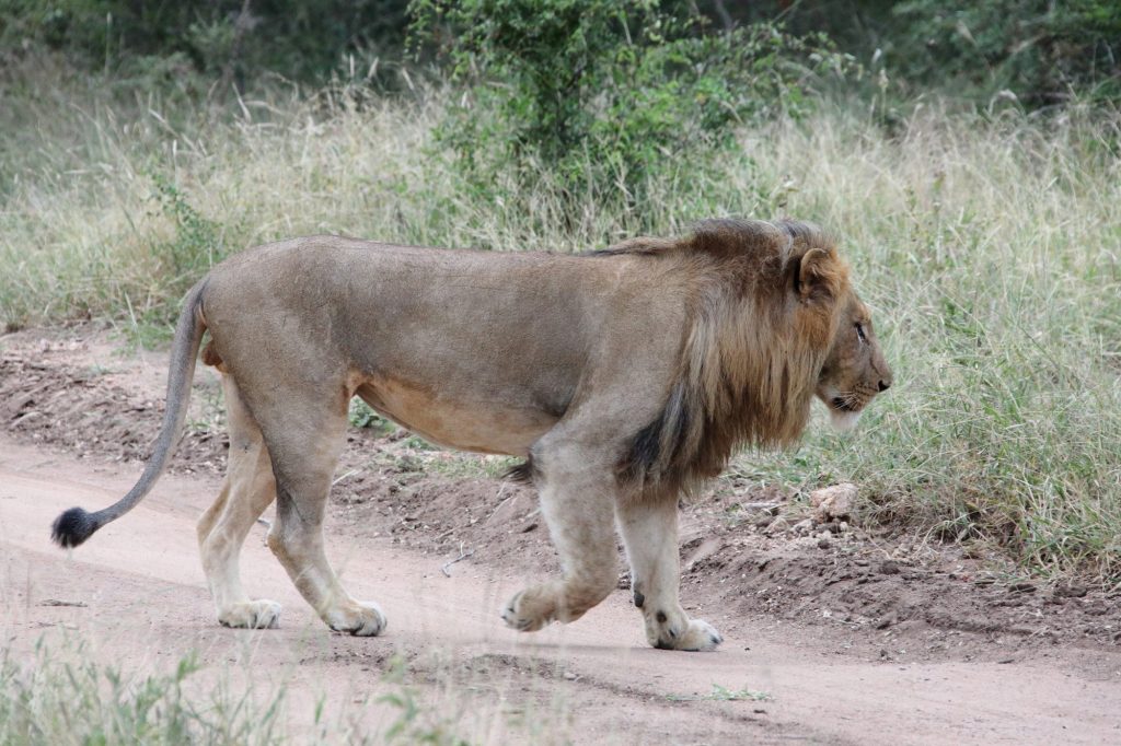 fauna selvaggia