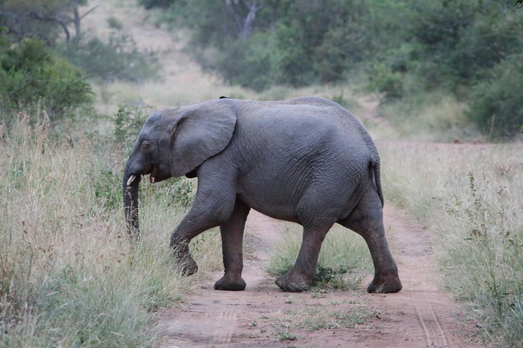 kruger national park