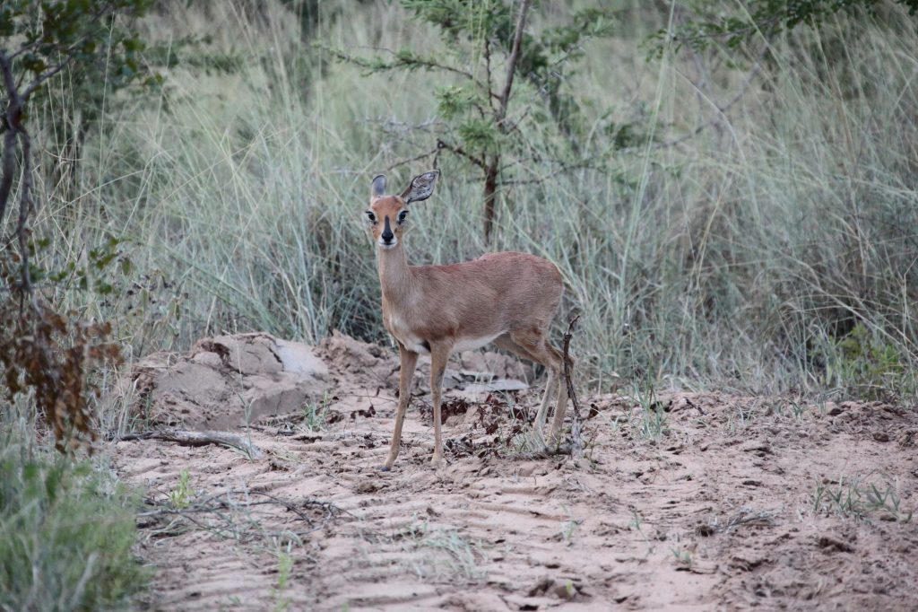 kruger national park 