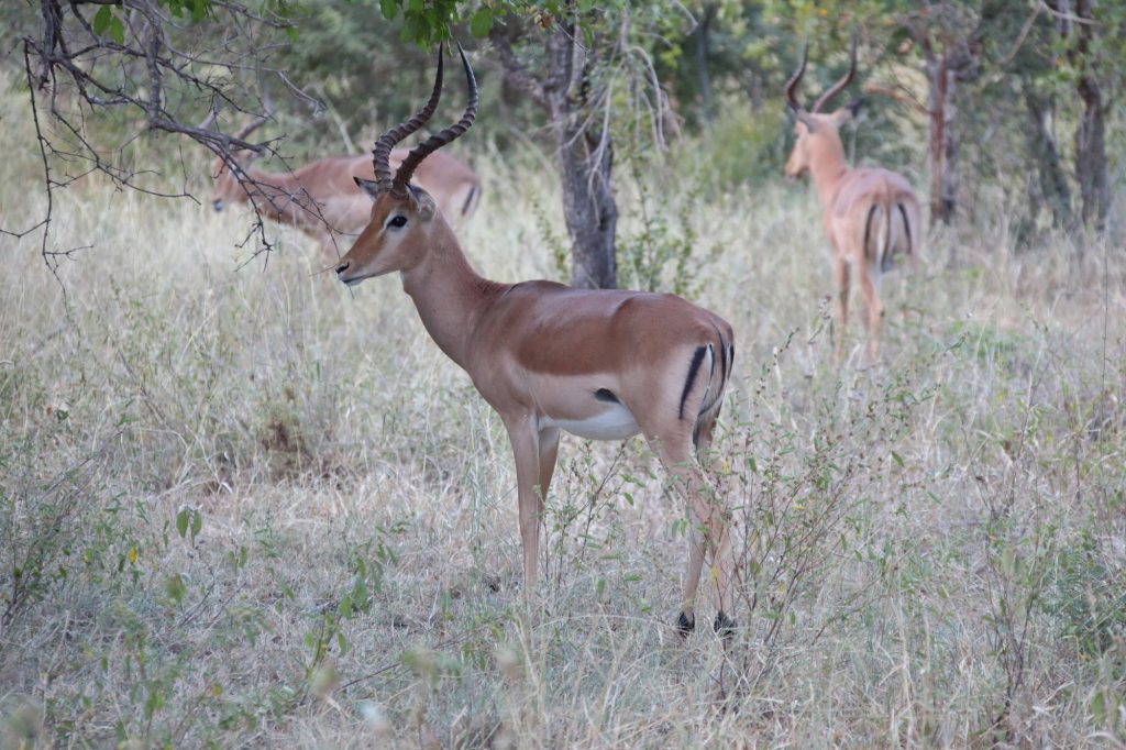 kruger national park 