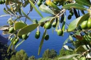 salute e passione mediterranei