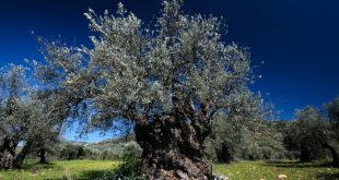 L’ulivo: l’albero della vita