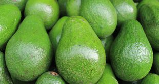 Avocado: salutare si, ma con attenzione