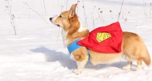 Le avventure di Topi the Corgi: Superhero!