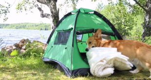 Le avventure di Topi the Corgi: il campeggio