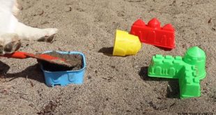 Le avventure di Topi the Corgi: in spiaggia